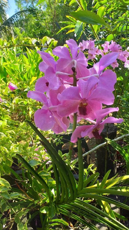 Orchid Sunset Guest House Baie Lazare  Экстерьер фото