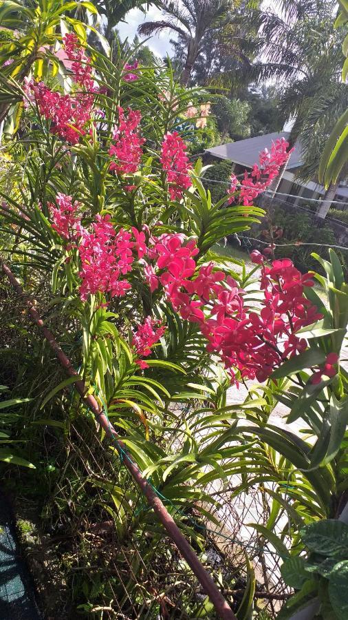 Orchid Sunset Guest House Baie Lazare  Экстерьер фото