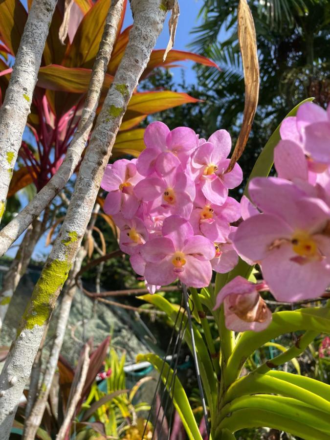 Orchid Sunset Guest House Baie Lazare  Экстерьер фото