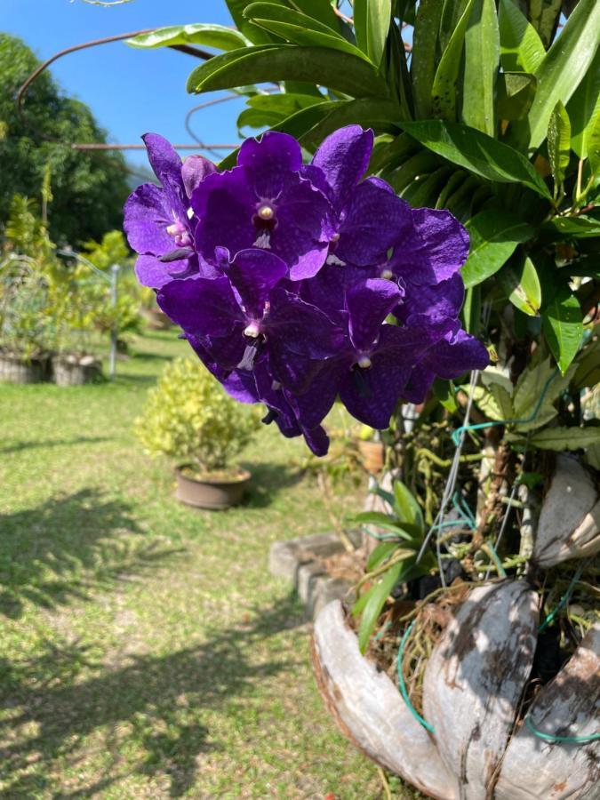 Orchid Sunset Guest House Baie Lazare  Экстерьер фото